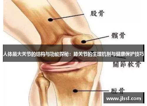 人体最大关节的结构与功能探秘：膝关节的生理机制与健康保护技巧